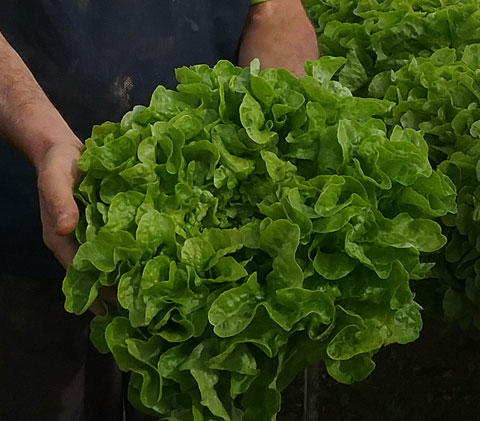 lettuce fertilizer results