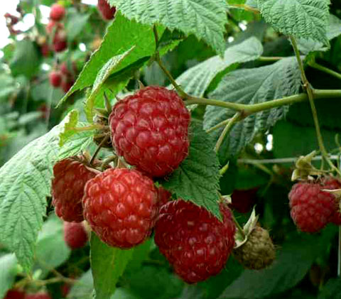 raspberry fertilizer results